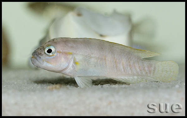 Telmatochromis cf. temporalis 'Mbita Island'